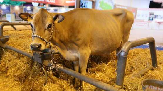 Salon de l'Agriculture - 1 Jour