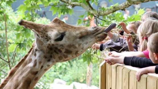 Pairi Daiza - 1 Jour