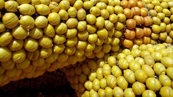 Fête du Citron de Menton - 3 Jours