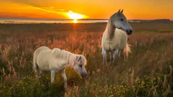 Camargue - 3 Jours