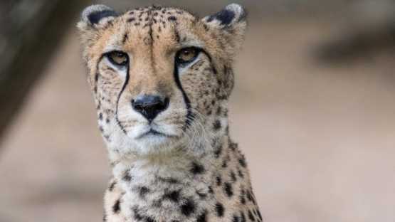 Zoo de la Flèche - 1 Jour