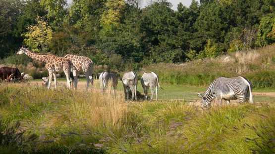 Beauval - 2 Jours