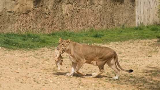 Beauval - 2 Jours